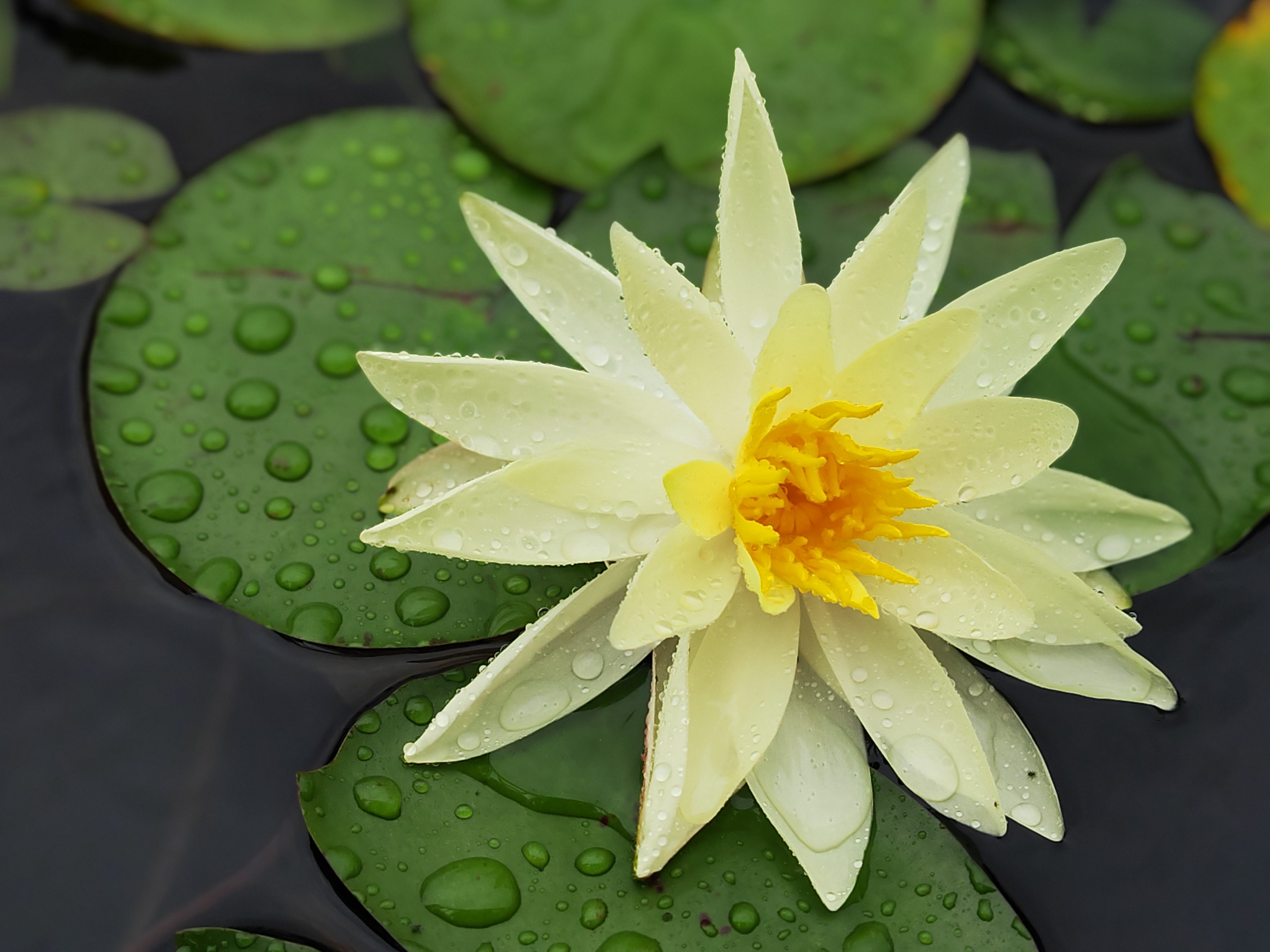 文縣公司1號 已發(fā)(1).jpg